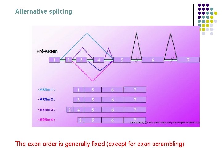 Alternative splicing The exon order is generally fixed (except for exon scrambling) 