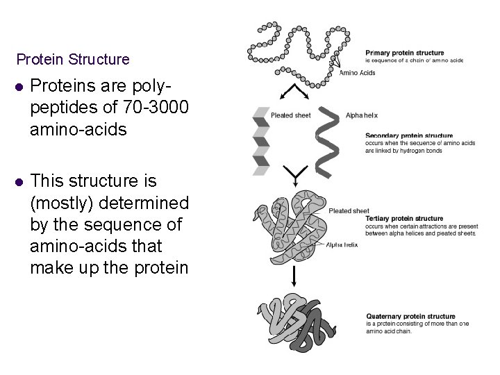 Protein Structure l Proteins are polypeptides of 70 -3000 amino-acids l This structure is