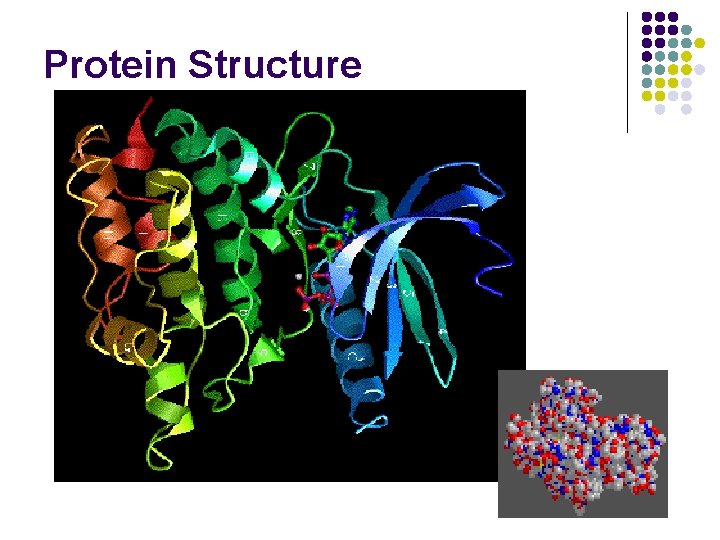 Protein Structure 