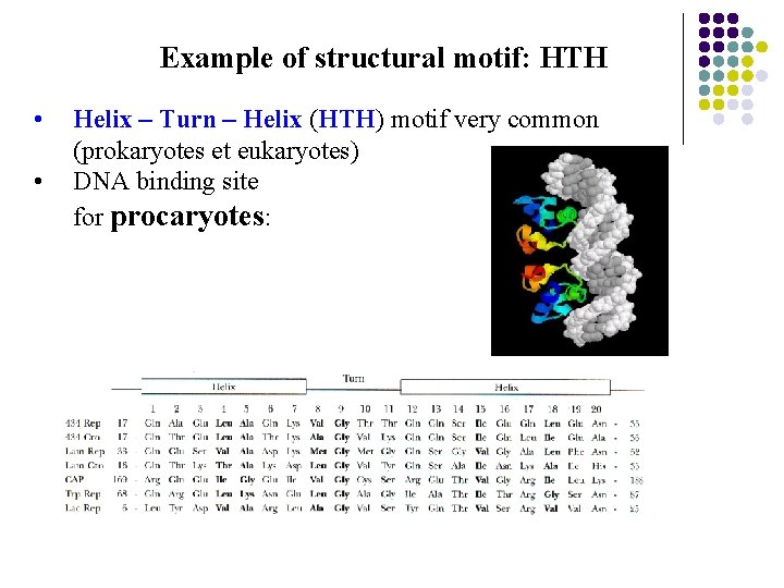 Example of structural motif: HTH • • Helix – Turn – Helix (HTH) motif