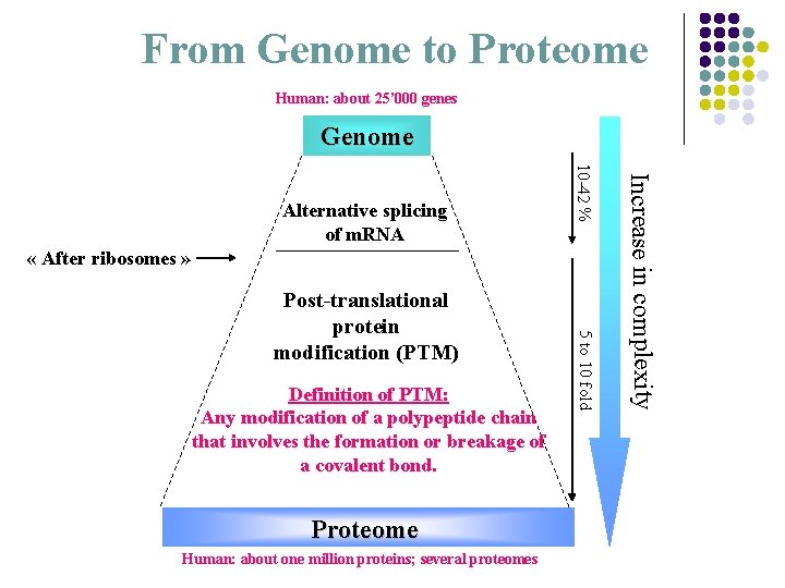 From Genome to Proteome Human: about 25’ 000 genes Genome « After ribosomes »