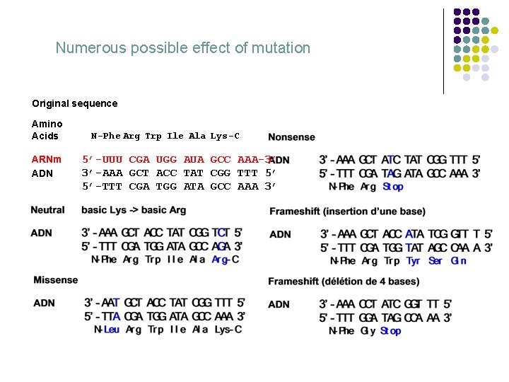 Numerous possible effect of mutation Original sequence Amino Acids ARNm ADN N-Phe Arg Trp