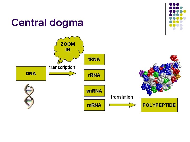 Central dogma ZOOM IN t. RNA transcription DNA r. RNA sn. RNA translation m.