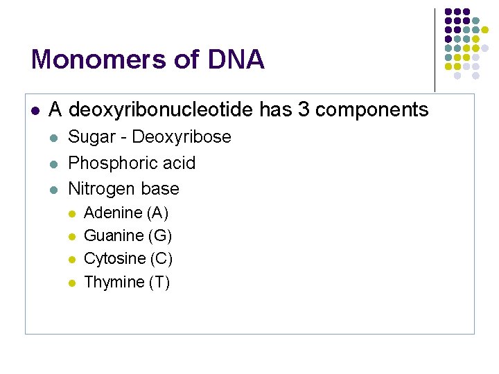 Monomers of DNA l A deoxyribonucleotide has 3 components l l l Sugar -