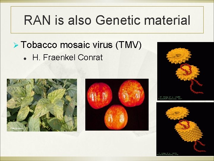 RAN is also Genetic material Ø Tobacco mosaic virus (TMV) l H. Fraenkel Conrat