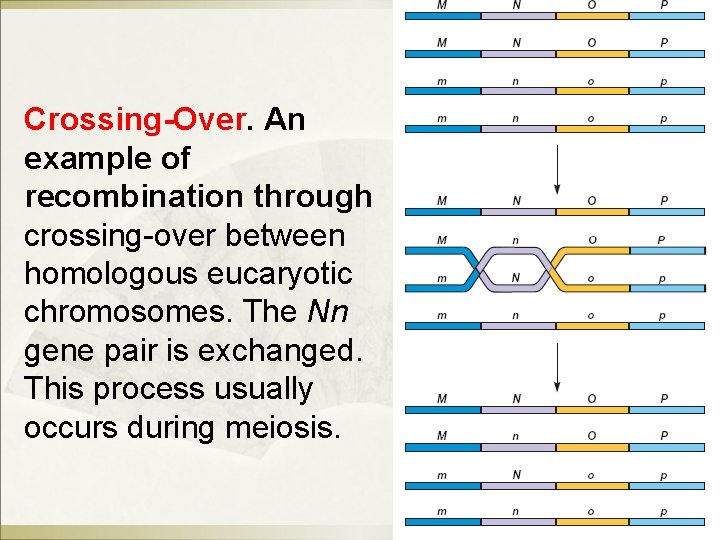 Crossing-Over. An example of recombination through crossing-over between homologous eucaryotic chromosomes. The Nn gene