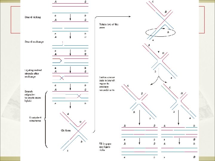 The Holliday Model for Reciprocal General Recombination 