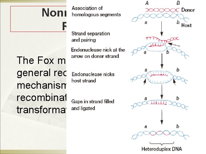 Nonreciprocal General Recombination The Fox model for nonreciprocal general recombination. This mechanism has been