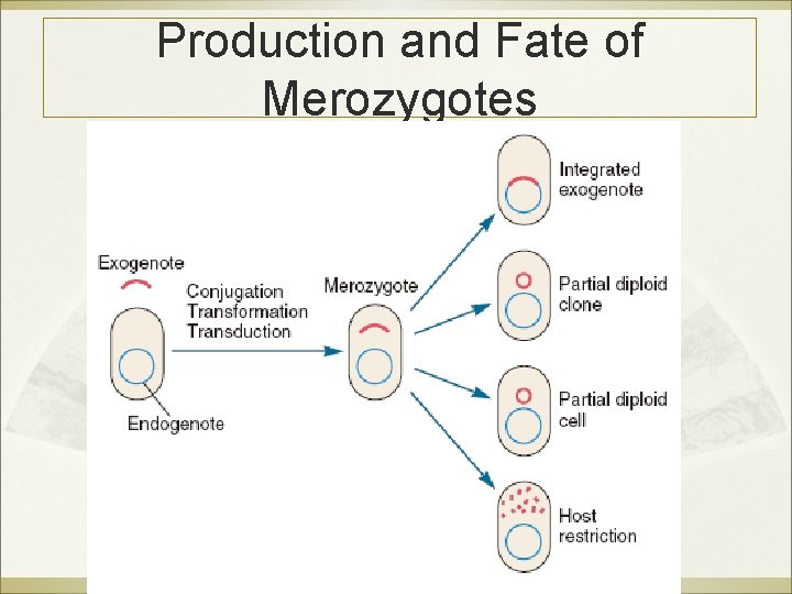 Production and Fate of Merozygotes 