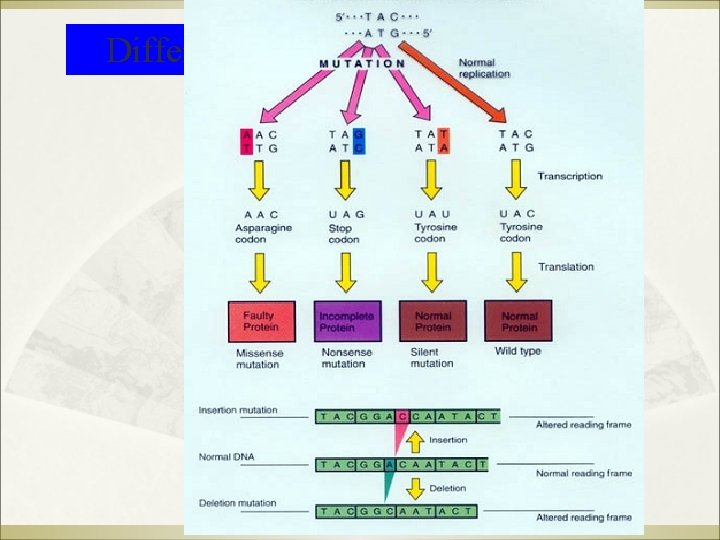 Different kinds of point mutation 