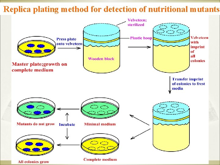 Replica plating method for detection of nutritional mutants 