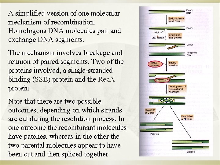 A simplified version of one molecular mechanism of recombination. Homologous DNA molecules pair and