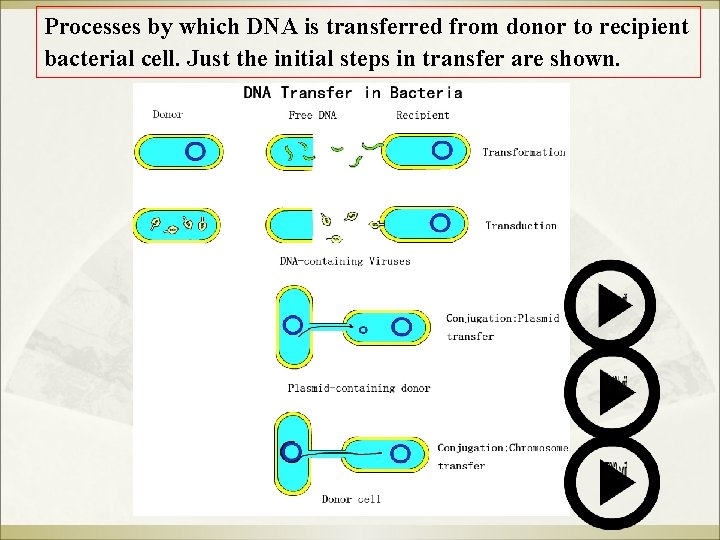 Processes by which DNA is transferred from donor to recipient bacterial cell. Just the