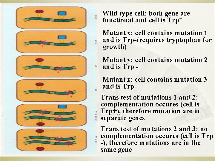 Wild type cell: both gene are functional and cell is Trp+ Mutant x: cell