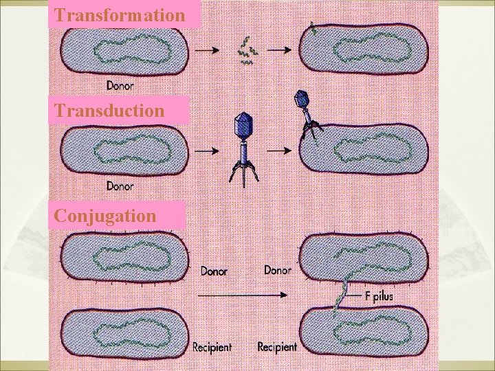 Transformation Transduction Conjugation 