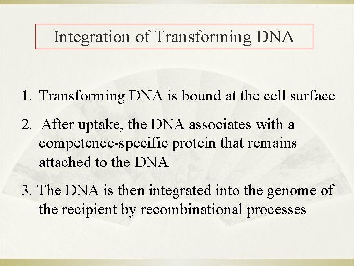 Integration of Transforming DNA 1. Transforming DNA is bound at the cell surface 2.