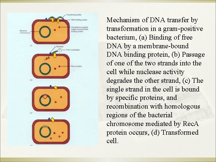 Mechanism of DNA transfer by transformation in a gram-positive bacterium, (a) Binding of free