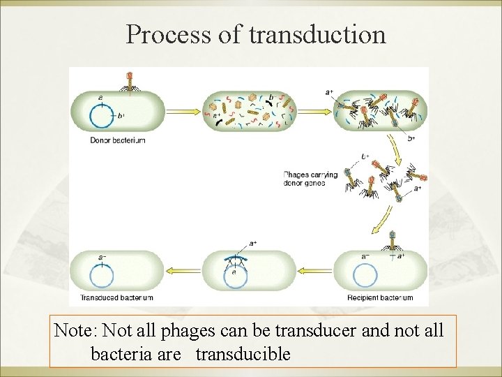 Process of transduction Note: Not all phages can be transducer and not all bacteria
