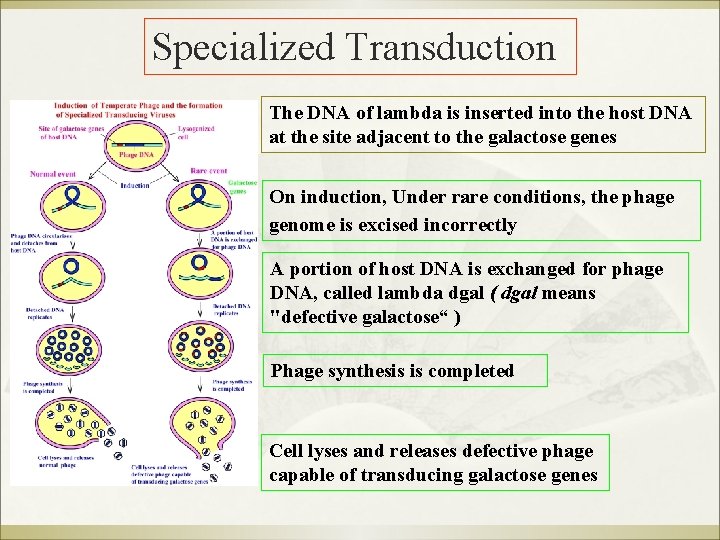 Specialized Transduction The DNA of lambda is inserted into the host DNA at the