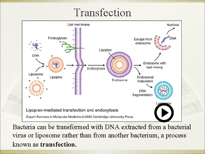 Transfection Bacteria can be transformed with DNA extracted from a bacterial virus or liposome