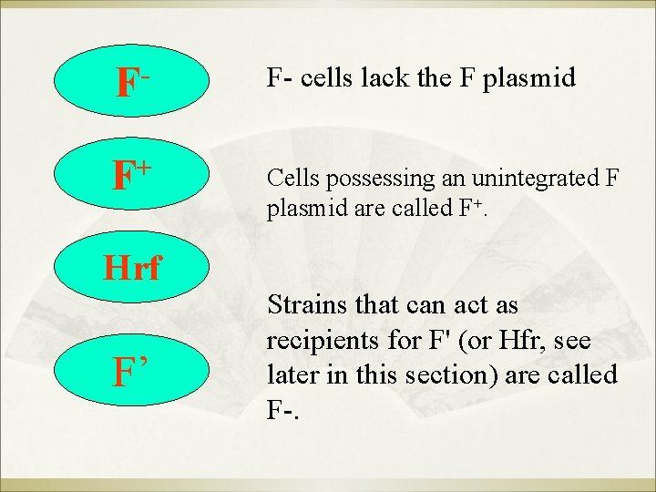 F F- cells lack the F plasmid + F Cells possessing an unintegrated F