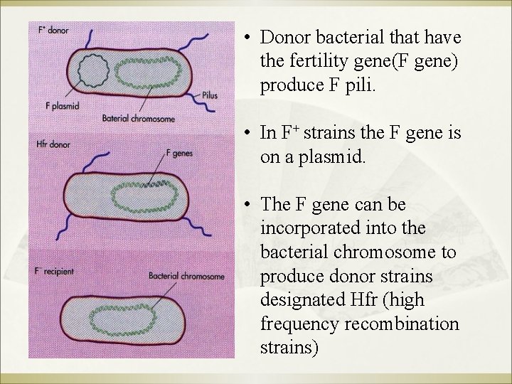  • Donor bacterial that have the fertility gene(F gene) produce F pili. •