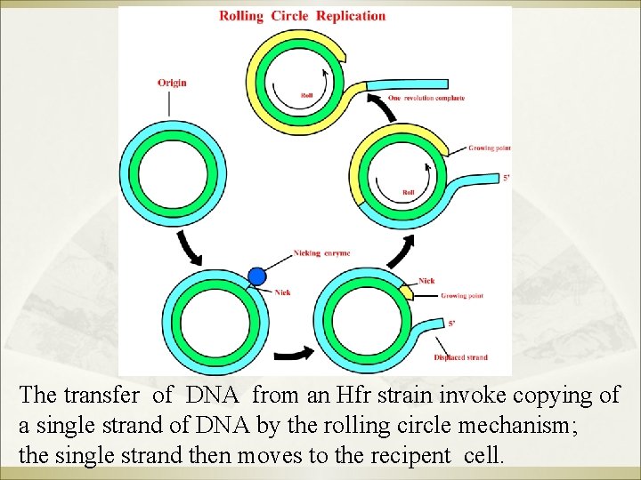 The transfer of DNA from an Hfr strain invoke copying of a single strand