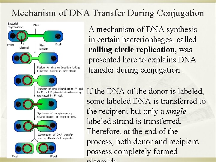 Mechanism of DNA Transfer During Conjugation A mechanism of DNA synthesis in certain bacteriophages,