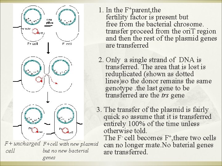 1. In the F+parent, the fertility factor is present but free from the bacterial