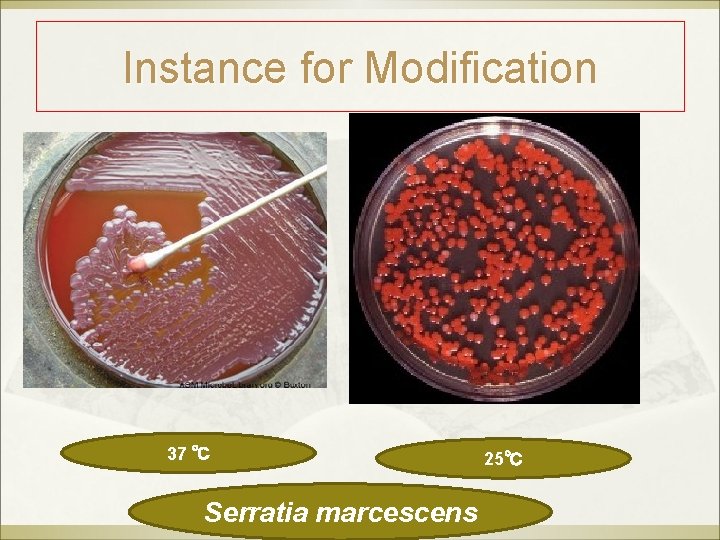 Instance for Modification 37 ℃ Serratia marcescens 25℃ 