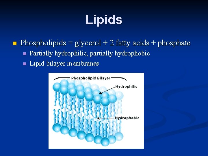 Lipids n Phospholipids = glycerol + 2 fatty acids + phosphate n n Partially