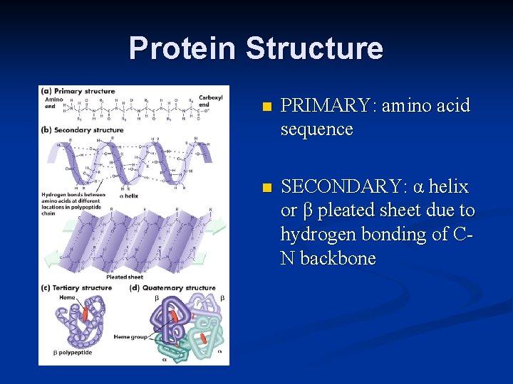 Protein Structure n PRIMARY: amino acid sequence n SECONDARY: α helix or β pleated