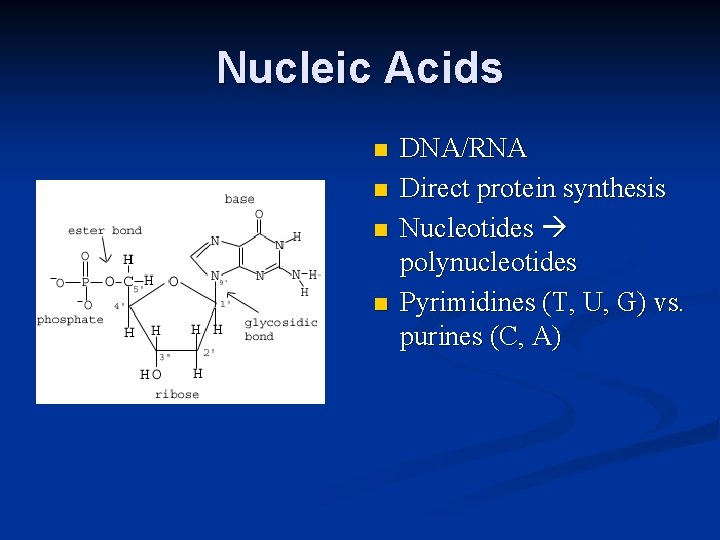 Nucleic Acids n n DNA/RNA Direct protein synthesis Nucleotides polynucleotides Pyrimidines (T, U, G)