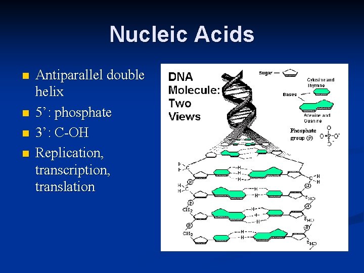 Nucleic Acids n n Antiparallel double helix 5’: phosphate 3’: C-OH Replication, transcription, translation