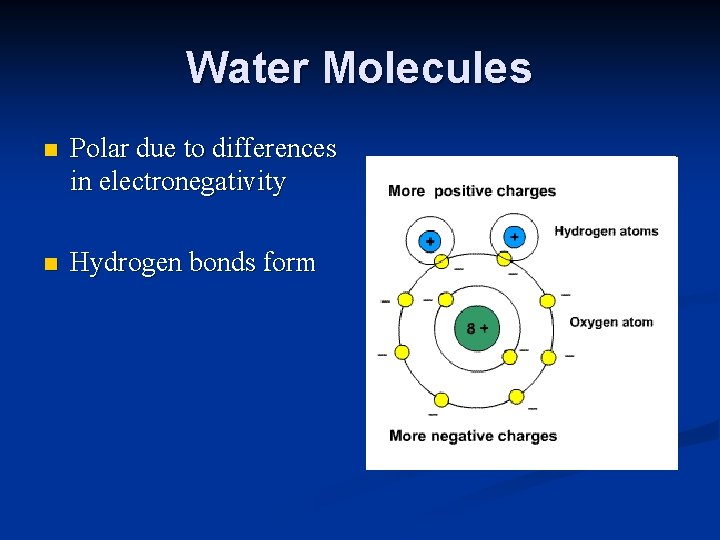 Water Molecules n Polar due to differences in electronegativity n Hydrogen bonds form 