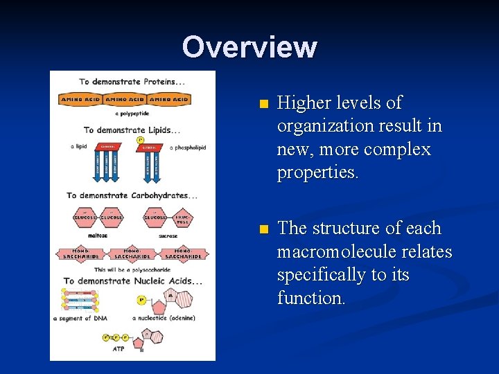 Overview n Higher levels of organization result in new, more complex properties. n The