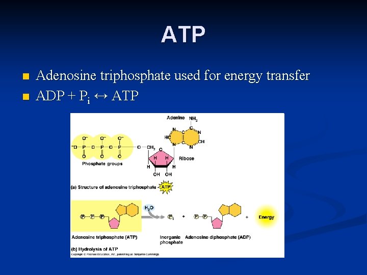 ATP n n Adenosine triphosphate used for energy transfer ADP + Pi ↔ ATP