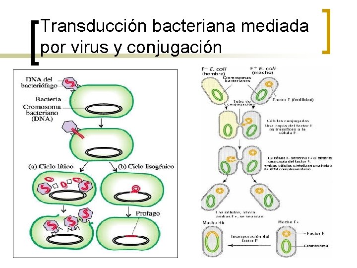 Transducción bacteriana mediada por virus y conjugación 