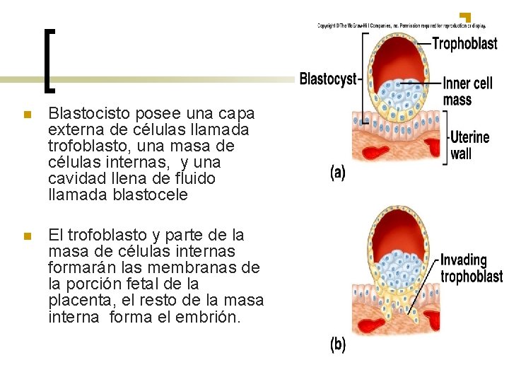 n Blastocisto posee una capa externa de células llamada trofoblasto, una masa de células