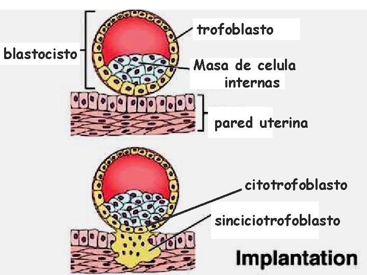 trofoblastocisto Masa de celula internas pared uterina citotrofoblasto sinciciotrofoblasto 