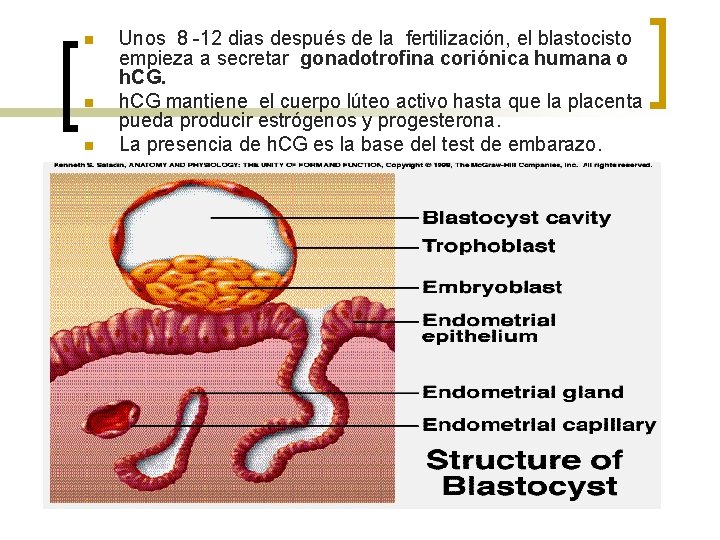 n n n Unos 8 -12 dias después de la fertilización, el blastocisto empieza