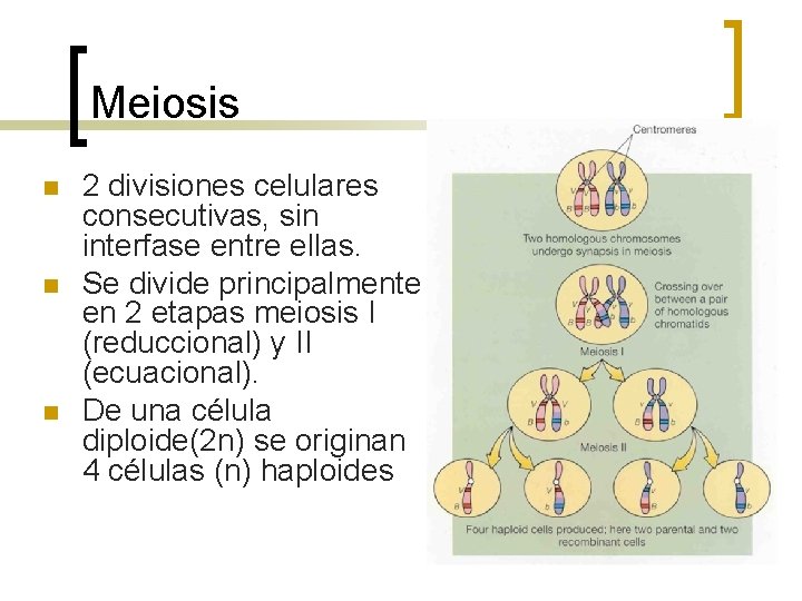 Meiosis n n n 2 divisiones celulares consecutivas, sin interfase entre ellas. Se divide