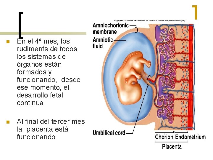 n En el 4º mes, los rudiments de todos los sistemas de órganos están