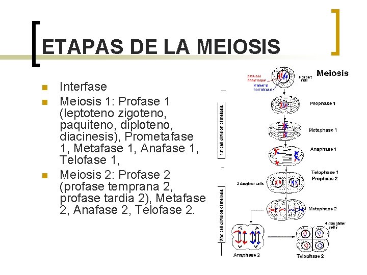 ETAPAS DE LA MEIOSIS n n n Interfase Meiosis 1: Profase 1 (leptoteno zigoteno,