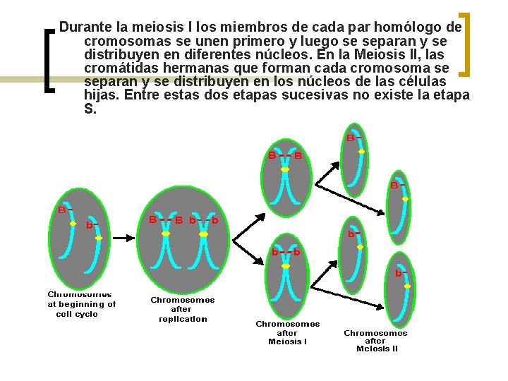 Durante la meiosis I los miembros de cada par homólogo de cromosomas se unen