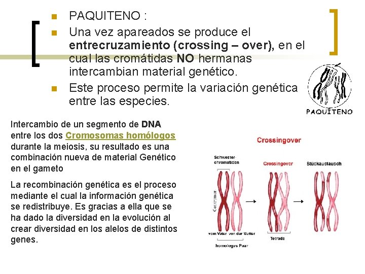 n n n PAQUITENO : Una vez apareados se produce el entrecruzamiento (crossing –