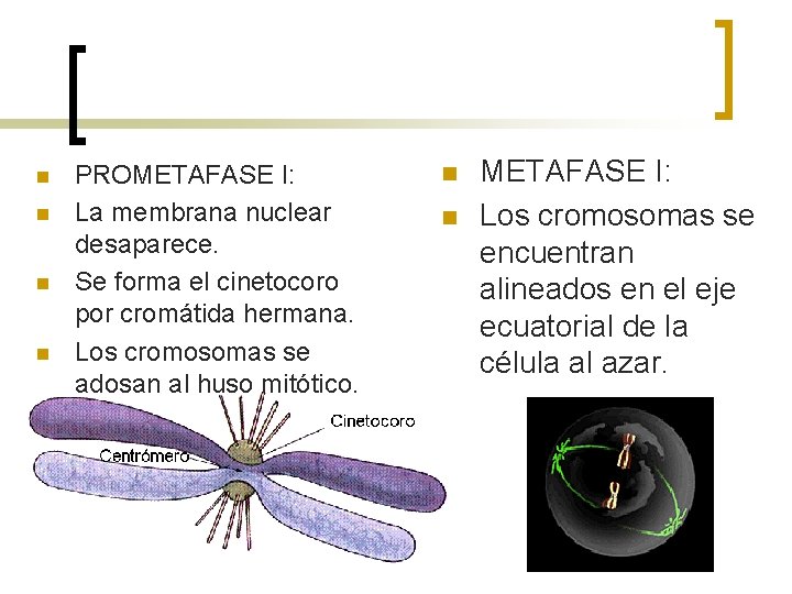 n n PROMETAFASE I: La membrana nuclear desaparece. Se forma el cinetocoro por cromátida