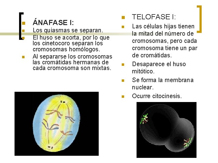 n ÁNAFASE I: n Los quiasmas se separan. El huso se acorta, por lo