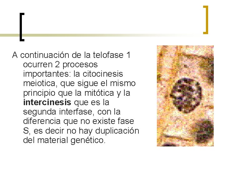 A continuación de la telofase 1 ocurren 2 procesos importantes: la citocinesis meiotica, que