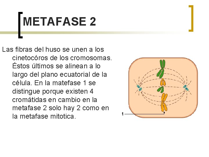 METAFASE 2 Las fibras del huso se unen a los cinetocóros de los cromosomas.